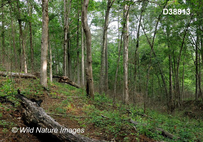 Southeastern Mixed Forests 